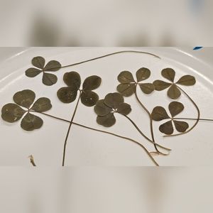 REAL 4 leaf clover 🍀 🍀 4 leaf clover 🍀 🍀